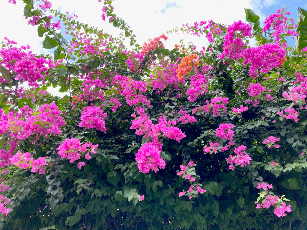 バリ島写真集　花
